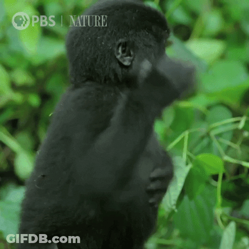 Little Gorilla Pounding Chest GIF