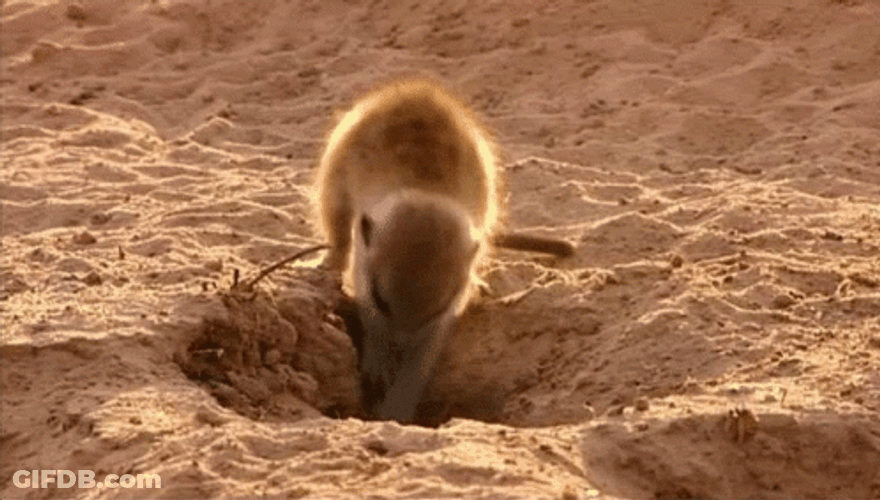 Little Hardworking Meerkat Digging Hole GIF