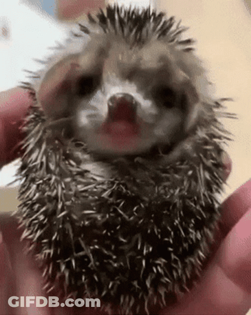 Little Hedgehog Sleepy GIF