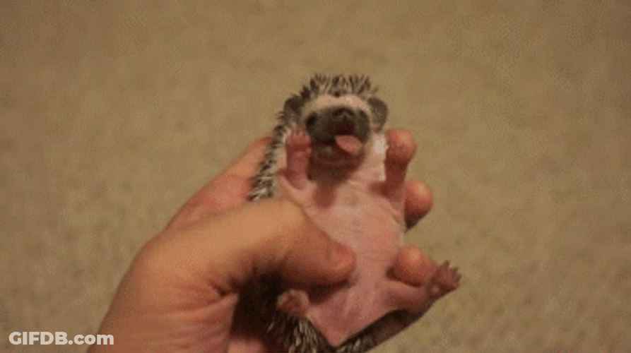 Little Hedgehog Yawning GIF
