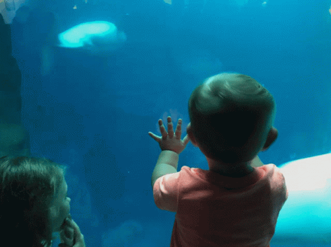 Little Kids Watches Beluga GIF