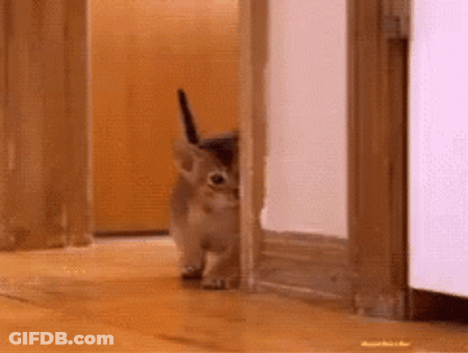 Little Kitten Hide And Seek GIF