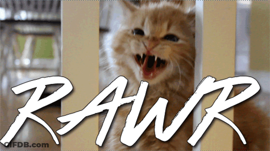 Little Kitten Screaming Rawr GIF