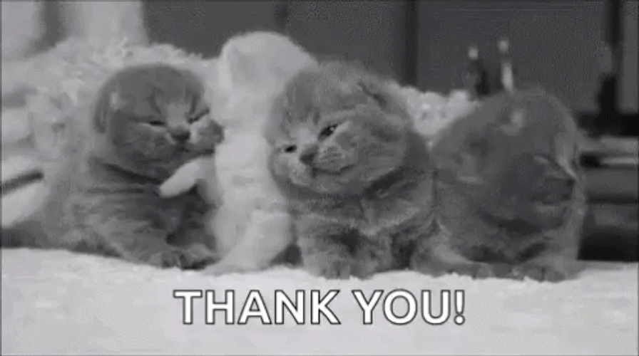 Little Kittens Thank You Cat GIF