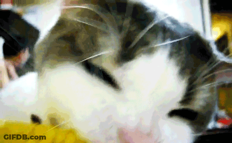 Little Kitty Chewing On Corn Close Up Shot GIF