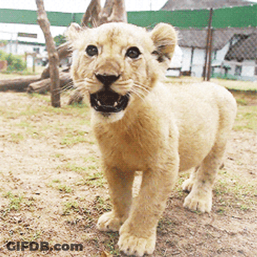 Little Lions Roaring GIF