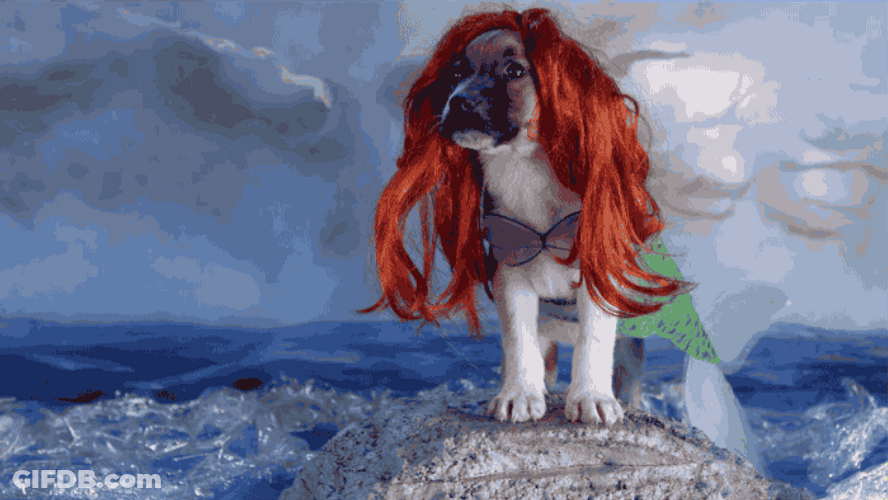 Little Mermaid Ariel Pug Dog GIF