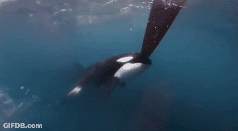 Little Orca Swimming GIF