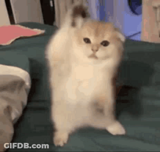 Little Persian Dancing Cat Meme GIF