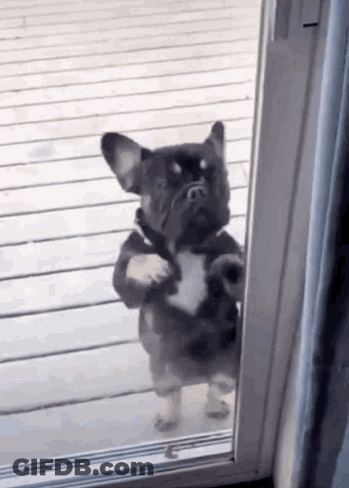 Little Puppy Happy Dance GIF