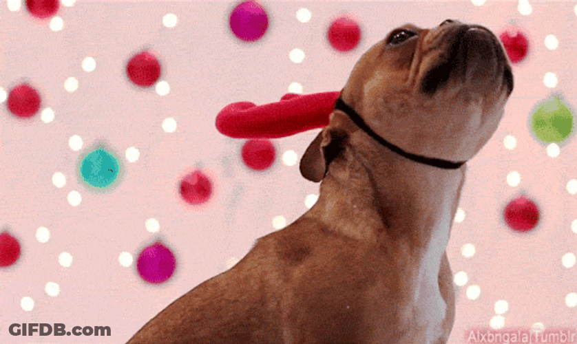 Little Reindeer Bulldog Christmas Dog GIF