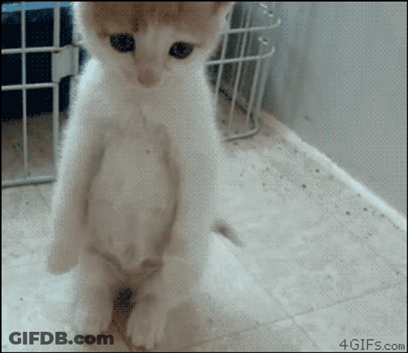 Little Sad Cat Standing GIF