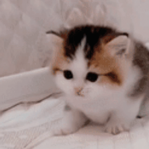 Little Scared Cat Walking Backwards GIF