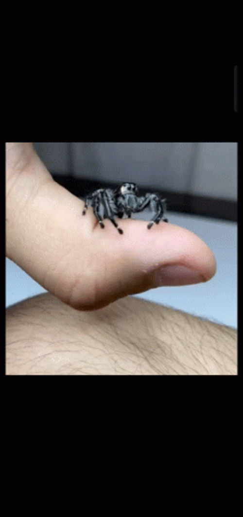 Little Scary Spider Jumped On You GIF