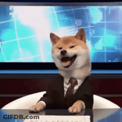 Little Shiba Inu GIF
