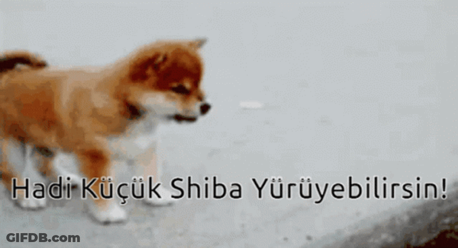 Little Shiba Inu Puppy GIF