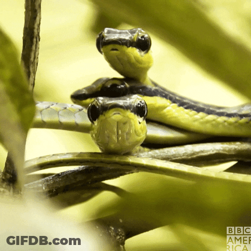 Little Snakes From Wild Brazilian Island GIF