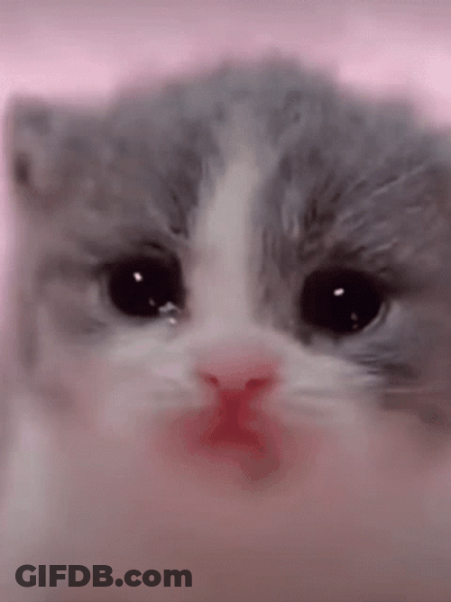 Little Tiny Kitten Cat Crying GIF