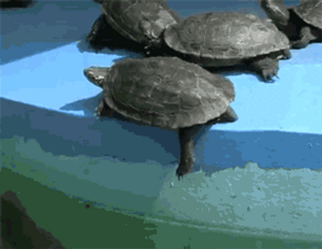 Little Turtle Pushed In Water GIF