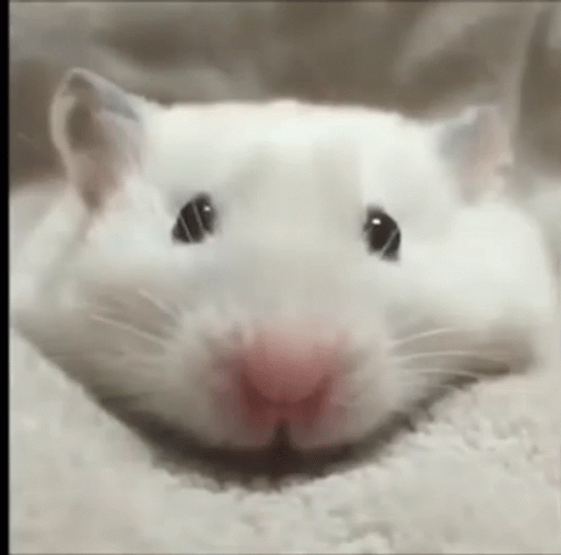 Little White Crowned Mouse GIF