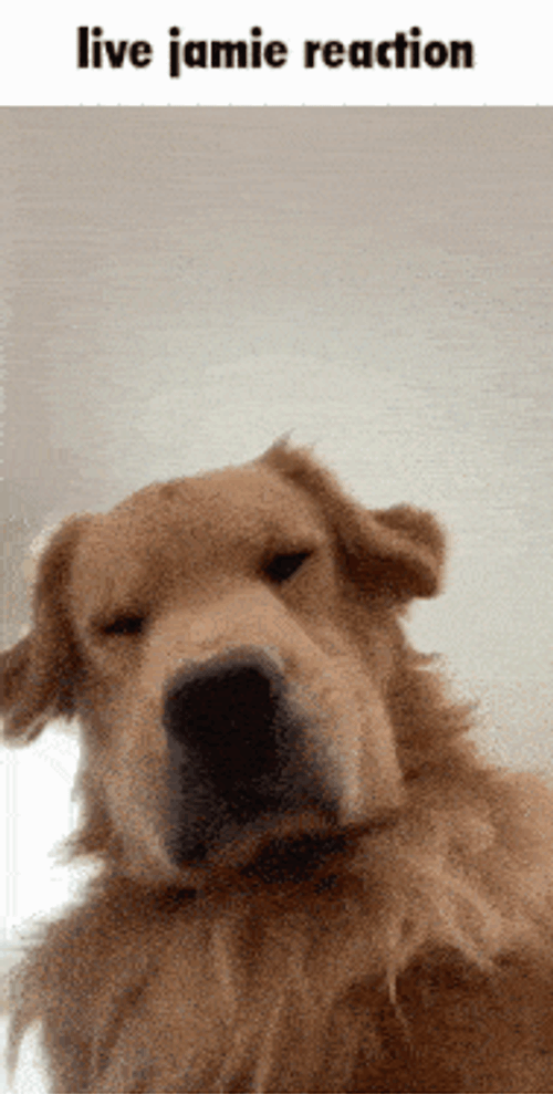 Live Jamie Reaction Dogs GIF