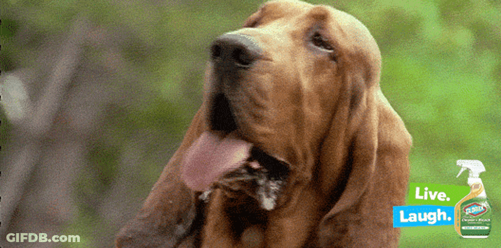 Live Laugh Panting Butter Dog GIF