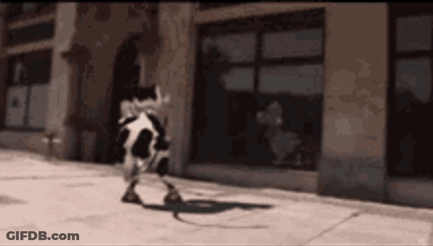 Lively Dancing Cow Looking In Mirror GIF