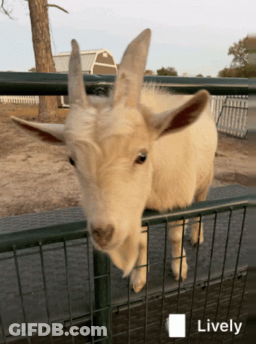 Lively Goat Behind Fence GIF