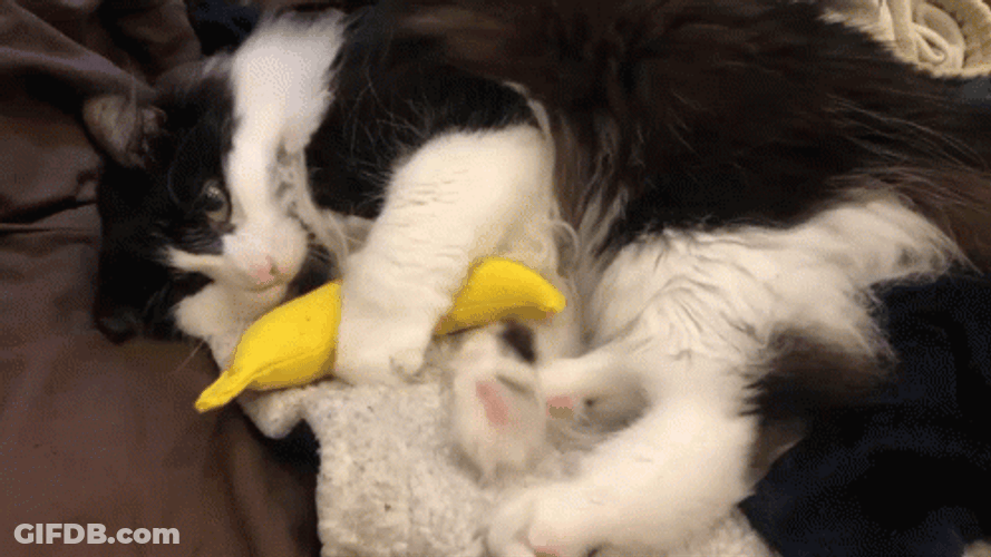 Lively Playing Banana Cat Meme GIF