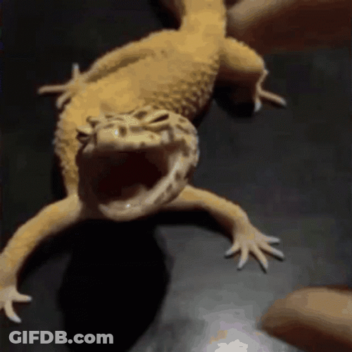 Lizard GIF