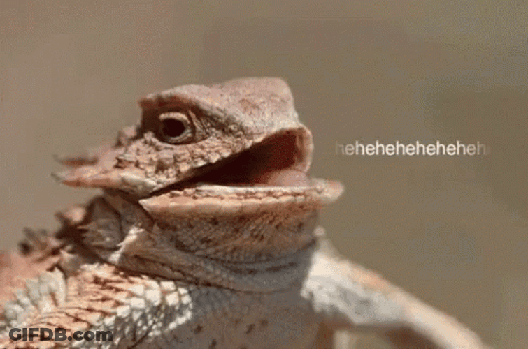 Lizard GIF