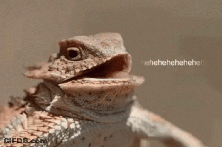 Lizard GIF