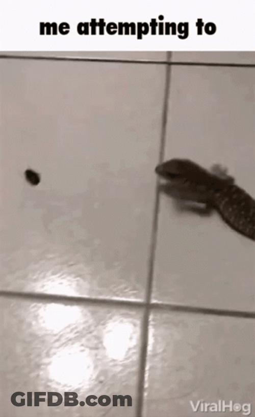 Lizard Attempting To Catch Insect Meme GIF