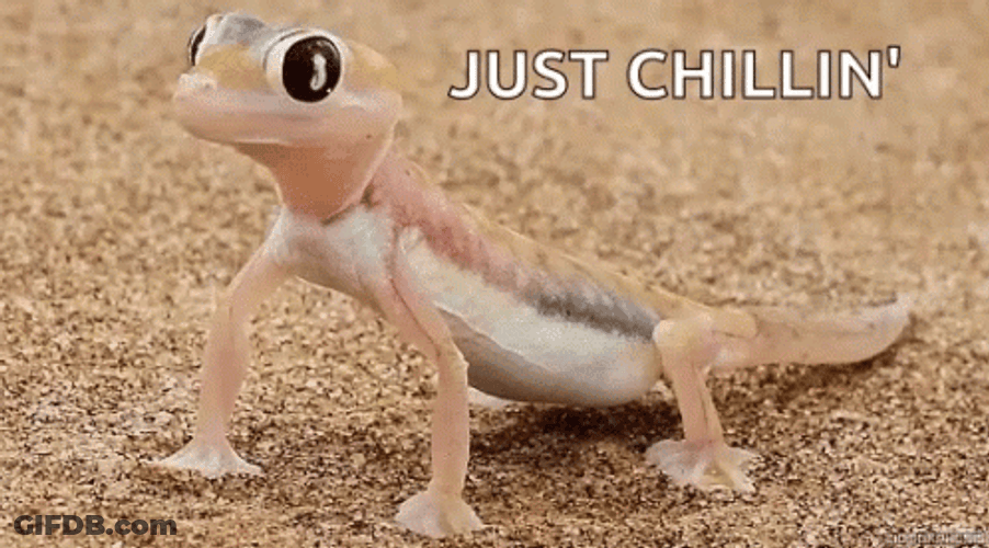 Lizard Big Eyes Just Chillin GIF
