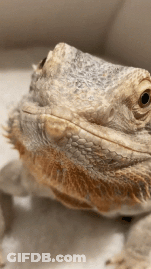 Lizard Boop Close Up GIF