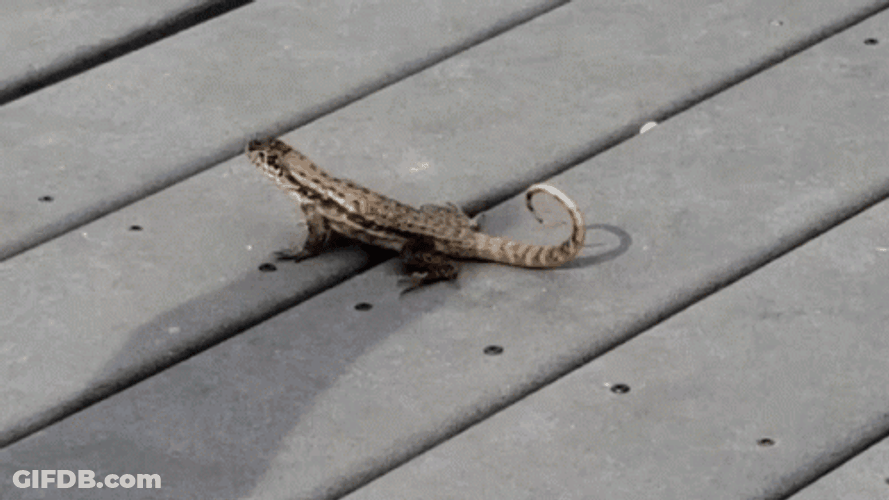 Lizard Bouncing Up And Down GIF