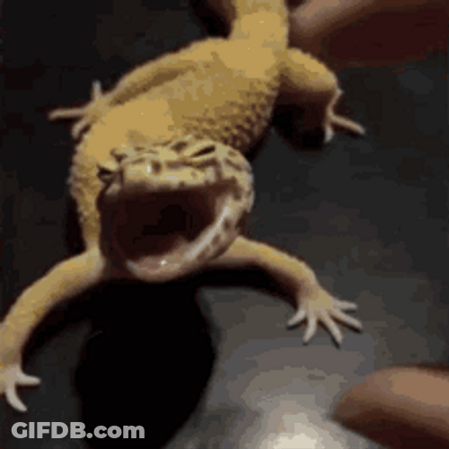 Lizard Closing Wide Gaping Mouth GIF