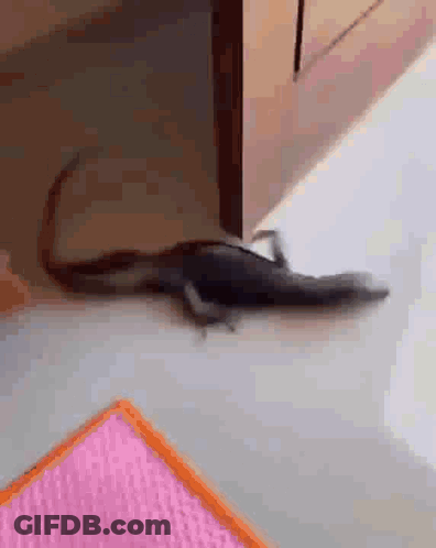Lizard Crawling Next To Pink Towel GIF