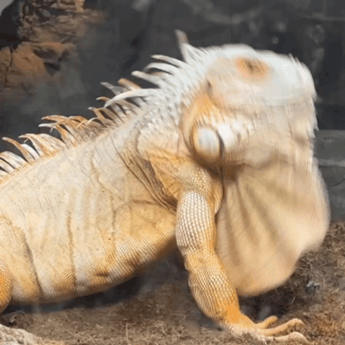 Lizard Dancing Head Bopping GIF