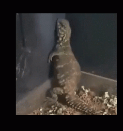 Lizard Dancing In A Corner GIF