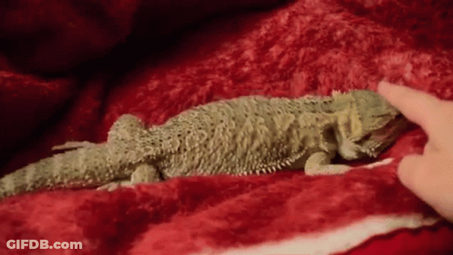 Lizard Dancing On A Cloth GIF