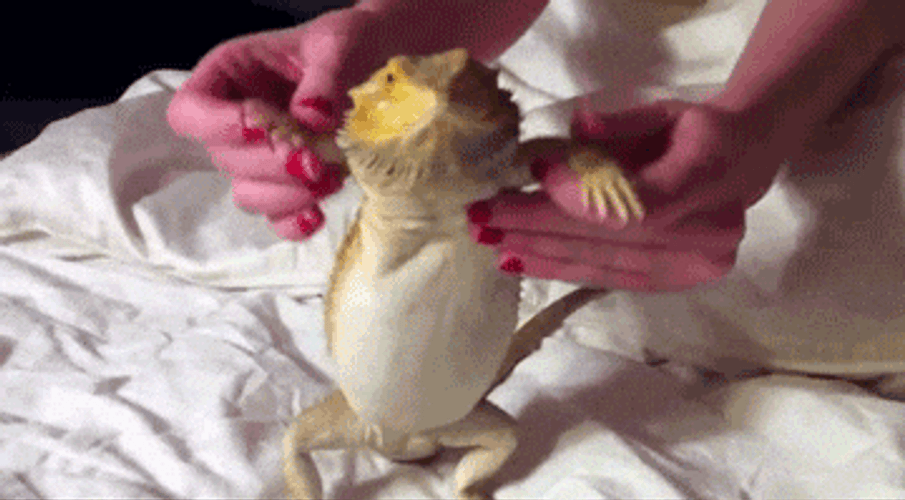 Lizard Dancing On Bed GIF