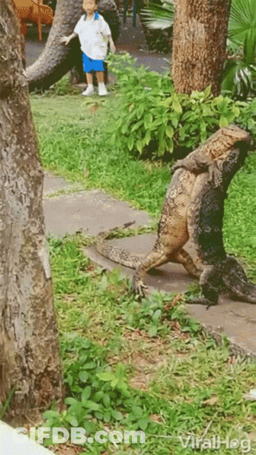 Lizard Dancing With A Partner GIF