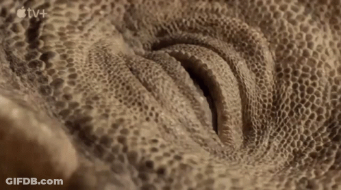 Lizard Eye Close Up With Apple TV+ Logo GIF