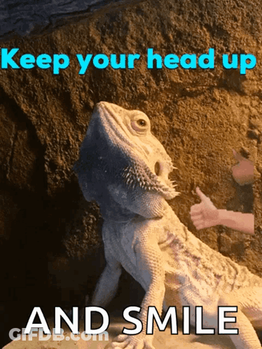 Lizard Giving Thumbs Up Keep Your Head Up GIF