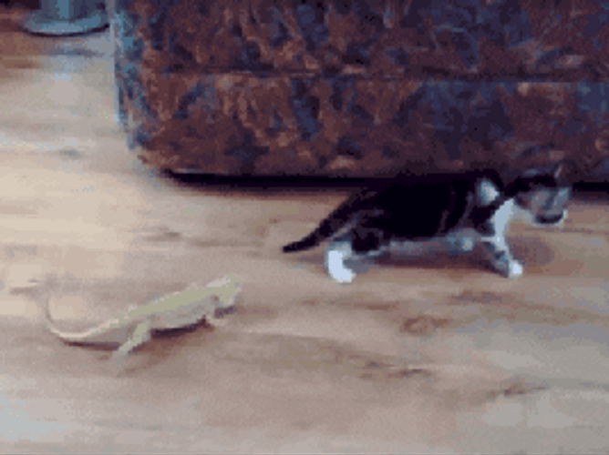 Lizard Jumping Scared Cat GIF