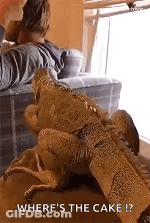 Lizard Laying On Couch Next To Man GIF