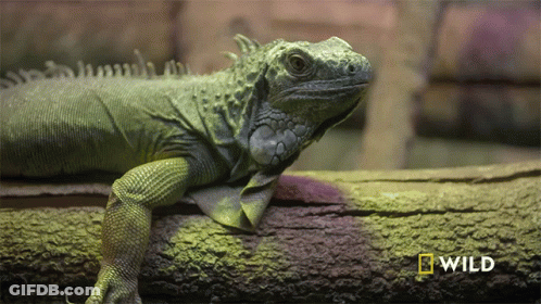 Lizard Laying On Log With National Geographic Logo GIF