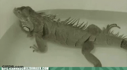 Lizard Laying GIF