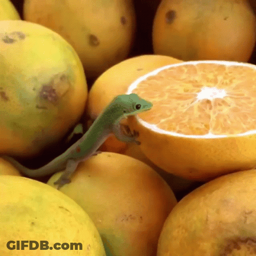 Lizard Licking Orange GIF